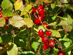 Rosa canina