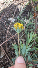 Lasiosiphon capitatus