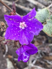 Pleroma heteromallum