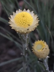 Helichrysum