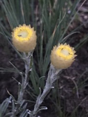 Helichrysum