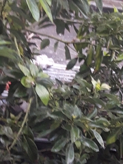 Persea americana