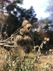 Arctium lappa