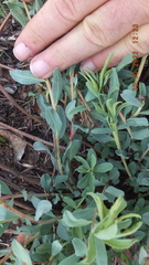 Lasiosiphon capitatus