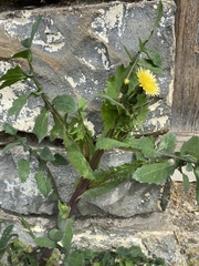 Sonchus oleraceus