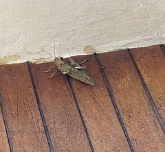 Tropidacris cristata