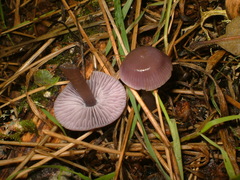 Mycena pura