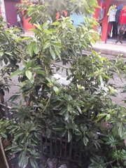 Persea americana
