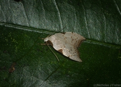 Zonopetala viscata