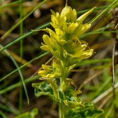 Castilleja martini martini