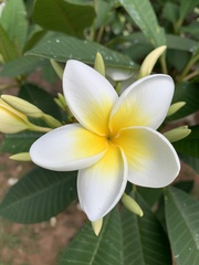 Plumeria