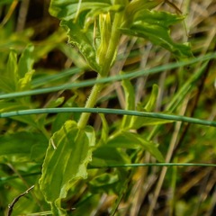 Castilleja martini martini