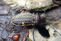 Carabus cancellatus
