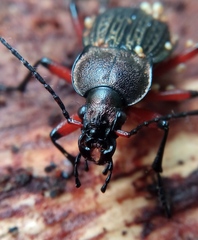 Carabus cancellatus
