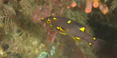 Bodianus mesothorax