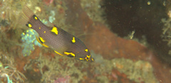 Bodianus mesothorax