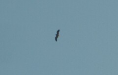 Neophron percnopterus