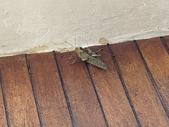 Tropidacris cristata