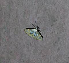 Paracymoriza cataclystalis