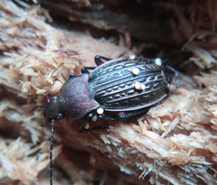 Carabus cancellatus