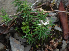 Anaphalis morrisonicola