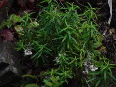 Anaphalis morrisonicola