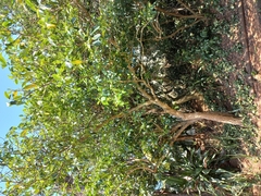 Tabernaemontaneae