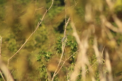 Polioptila albiloris