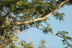 Myiarchus tuberculifer