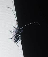 Anoplophora macularia
