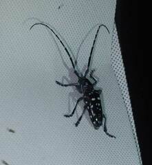 Anoplophora macularia