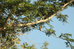 Myiarchus tuberculifer