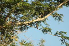 Myiarchus tuberculifer