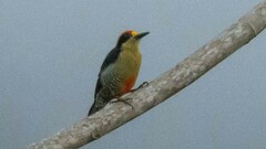 Melanerpes chrysauchen