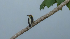 Melanerpes chrysauchen