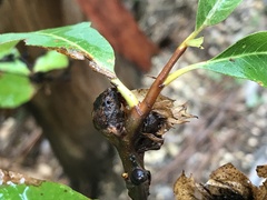 Dryocosmus kuriphilus