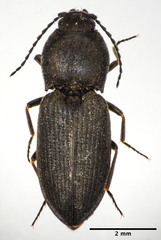 Cardiophorus