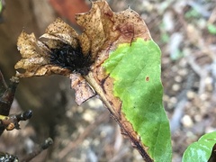 Dryocosmus kuriphilus