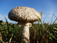 Saproamanita vittadinii