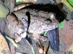 Limnonectes fujianensis