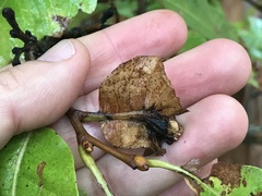 Dryocosmus kuriphilus