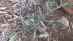 Blepharis integrifolia