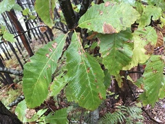 Dryocosmus kuriphilus