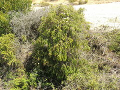 Passerina corymbosa