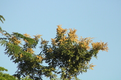 Apoplanesia paniculata