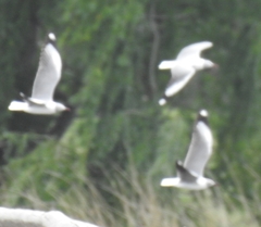 Chroicocephalus cirrocephalus