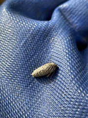 Alsophila pometaria