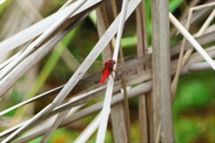 Rhodothemis rufa