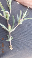 Blepharis integrifolia