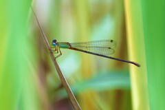 Ceriagrion cerinorubellum
